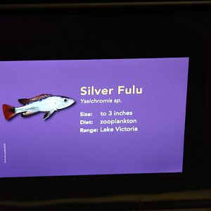 Silver Fulu Signage