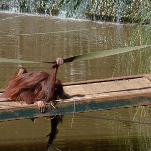 Natalia, Bornean orangutan. September 2017