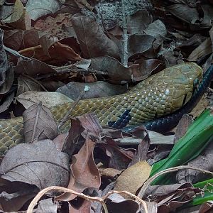 Black-tailed Cribo (Drymarchon melanurus)