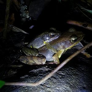 Brilliant Forest Frogs (Rana warszewitschii)