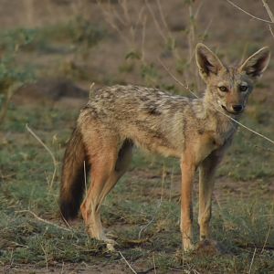 African golden wolf