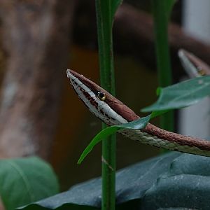 Brown Twig Snake