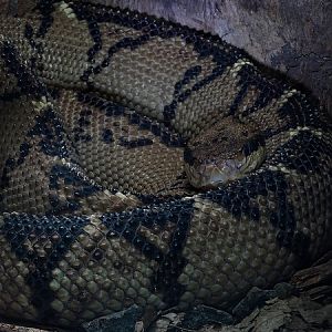 Central-American Bushmaster