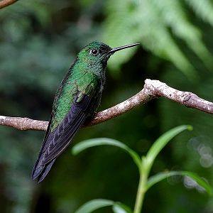 Green-crowned brilliant, male
