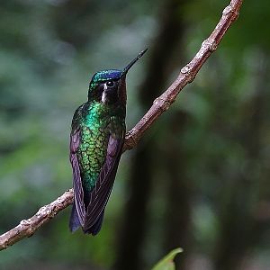 Purple-throated mountain gem, male
