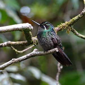 Purple-throated mountain gem, male