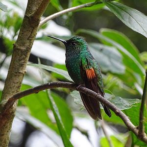Stripe-tailed hummingbird, male