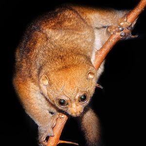 Oct. 2014 - Night Hunters - Potto