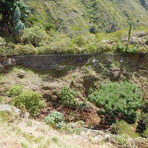 Andean Condor enclosure
