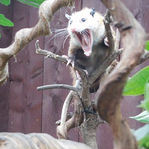 Virginian Opossum