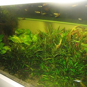 Rostock Zoo - Darwineum - Zebra danio tank