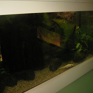 Rostock Zoo - Darwineum - Axolotl tank