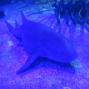 nurse shark