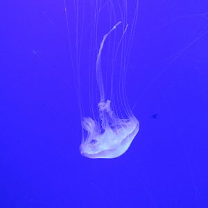 atlantic sea nettle