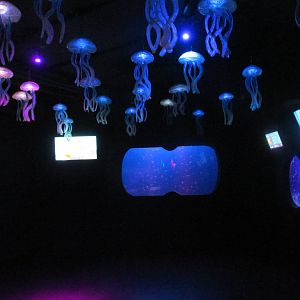 jellyfish hall