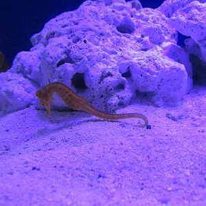 yellow seahorse