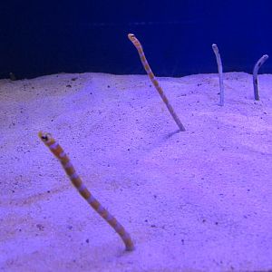 garden eels