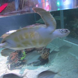 green sea turtle