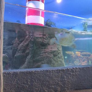 sea turtle beach exhibit