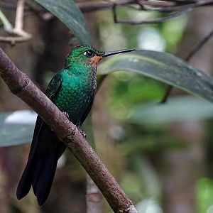 Green-crowned brilliant, juvenile