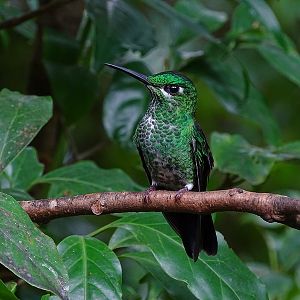 Green-crowned brilliant, female