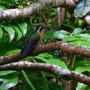 Purple-throated mountain gem, female