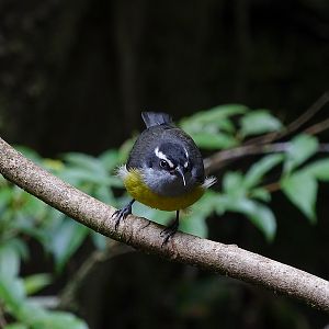 Bananaquit