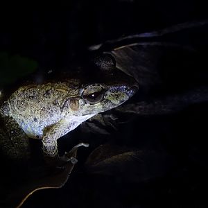 Common Rain Frog (Craugastor fitzingeri)
