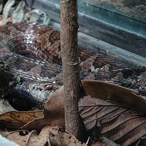 Godman's Montane Pitviper (C. sasai)