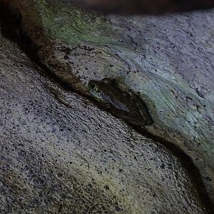 Green Bones Tree Frog (Scinax elaochrous)