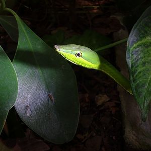 Green Vine Snake (Oxibelis fulgidus)