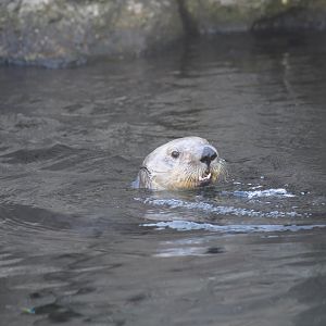 Southern Sea Otter