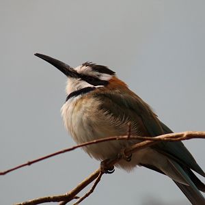 White-Throated Bee-Eater