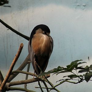 Honduran Boat-Billed Heron