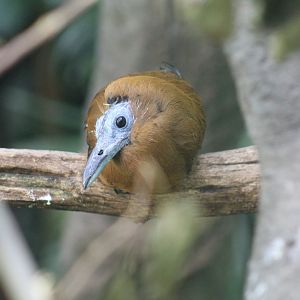 Capuchinbird