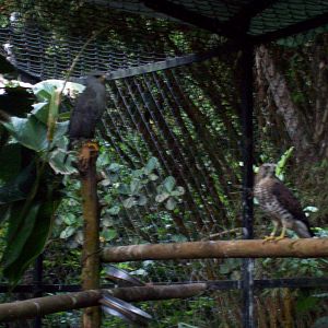 Grey Hawk & Broad-winged Hawk
