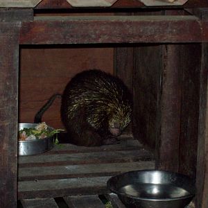 Mexican Hairy Porcupine