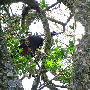 Crested guan