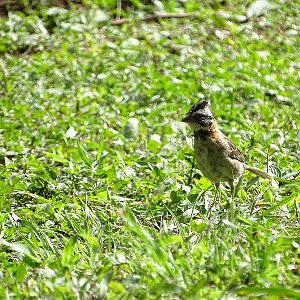 Red-collared sparrow