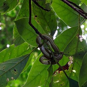 Side-lined Palm Pitviper