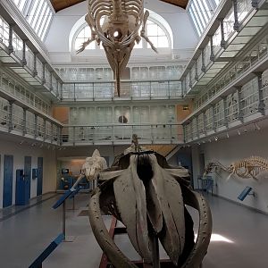 Zoological Museum Kiel