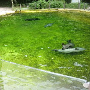 Rostock Zoo - Harbor seal exhibit