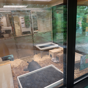 Aug. 2017 - Children's Zoo - Animal Ambassador Center - Bat-eared Fox Exhibit