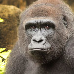 Aug. 2017 - Gorilla World - Asha