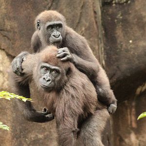 Aug. 2017 - Gorilla World - Mondika On Top of Gladys