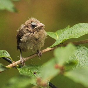 Aug. 2017 - Cardinal Chick Hangining Over The White Lion Exhibit