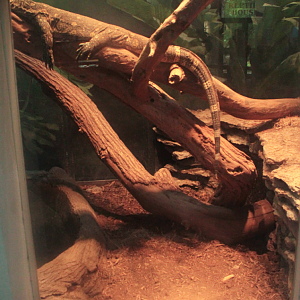 Aug. 2017 - Reptile House - Ornate Monitor Exhibit