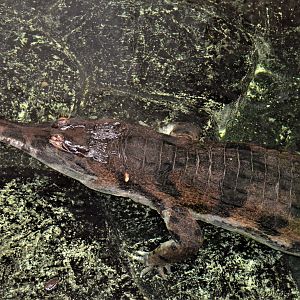 Tomistoma