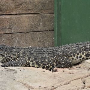Cuban Crocodile