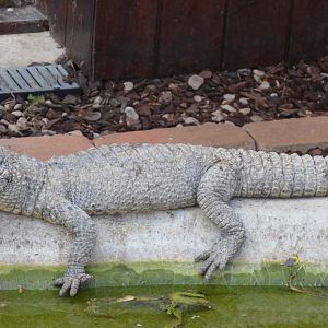 Chinese Alligator